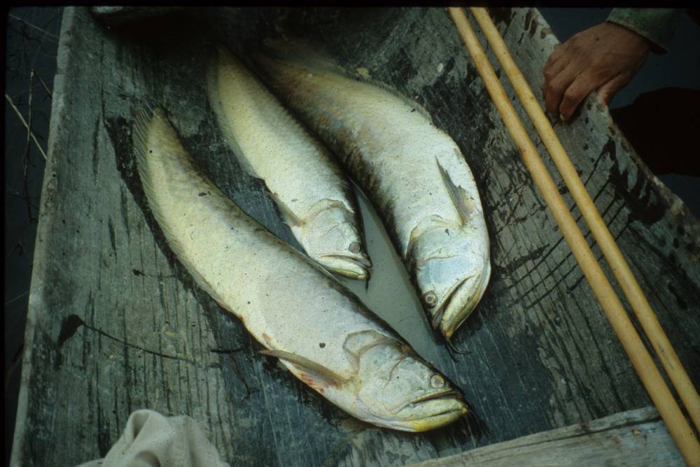 Arawana fish (Osteoglossum bicirrhosum).
